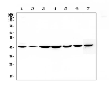 Anti-FLIP/CFLAR Antibody