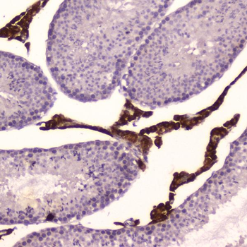 Anti-Cytochrome P450 17A1/Cyp17a1 Antibody