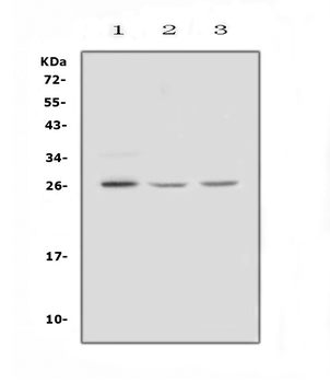 FGF9 Rabbit Polyclonal Antibody