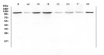 Hsp105/HSPH1 Antibody