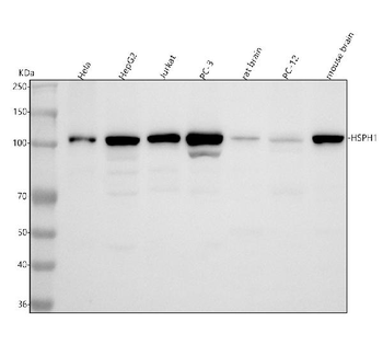 Anti-Hsp105/HSPH1 Antibody