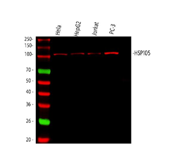 Anti-Hsp105/HSPH1 Antibody