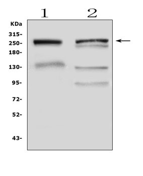 Gastric Mucin/MUC6 Rabbit Polyclonal Antibody