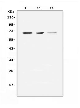 COBRA1/NELFB Antibody