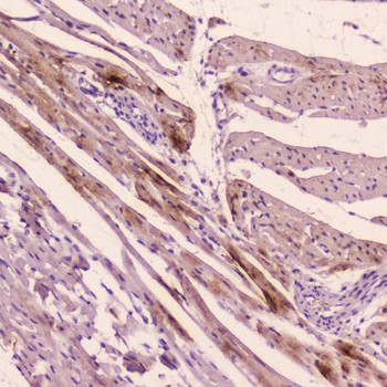 Anti-ANP/Nppa Antibody