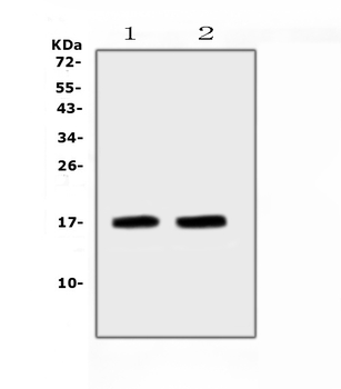Anti-ANP/Nppa Antibody