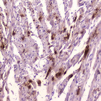 Anti-ANP/Nppa Antibody