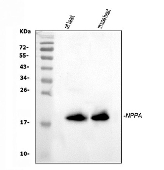 Anti-ANP/Nppa Antibody