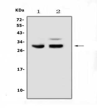 PDCD10 Antibody