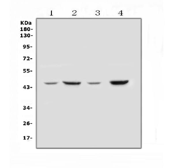 SOX3 Rabbit Polyclonal Antibody