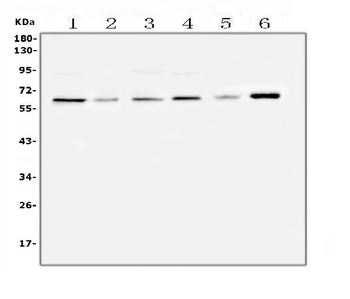 Anti-SPARCL1 Antibody