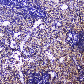 Anti-Talin 1/TLN1 Antibody