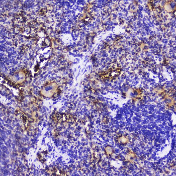 Anti-Talin 1/TLN1 Antibody