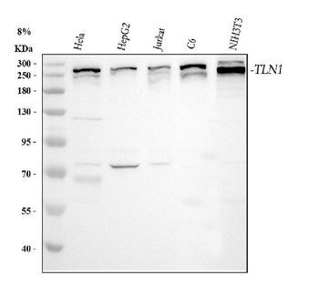Anti-Talin 1/TLN1 Antibody
