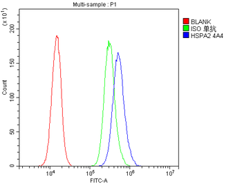 HSPA2 Antibody (monoclonal, 4A4)