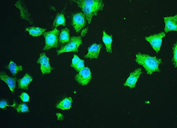 Anti-HSPA2 Antibody (monoclonal, 4A4)