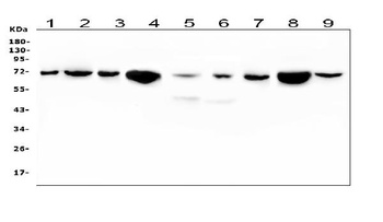 HSPA2 Antibody (monoclonal, 4A4)