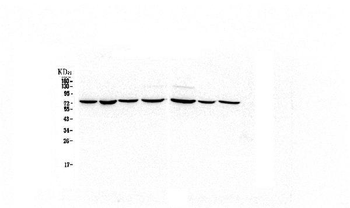 Anti-HSPA2 Antibody (monoclonal, 4A4)