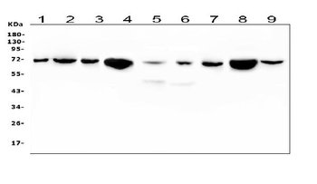 Anti-HSPA2 Antibody (monoclonal, 4A4)