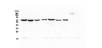 Hsp70 HSPA1A Antibody (monoclonal, 3H5)