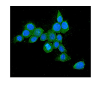 Anti-Hsp70 HSPA1A Antibody (monoclonal, 3H5)