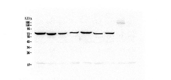 Anti-Hsp70 HSPA1A Antibody (monoclonal, 3H5)