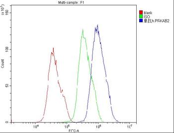 AMPK beta 2 PRKAB2 Antibody (monoclonal, 6G1)