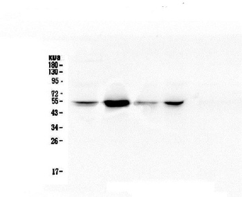 RbAp48 RBBP4 Antibody (monoclonal, 9F3)