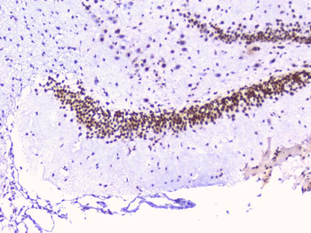 Anti-RbAp48 RBBP4 Antibody (monoclonal, 9F3)
