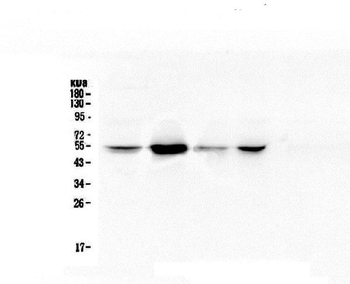 Anti-RbAp48 RBBP4 Antibody (monoclonal, 9F3)