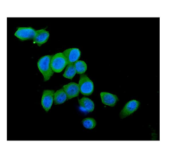 Anti-Cytochrome C CYCS Antibody (monoclonal, 15F10)