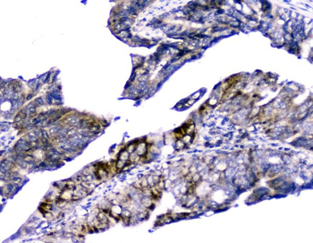 Anti-Cytochrome C CYCS Antibody (monoclonal, 15F10)