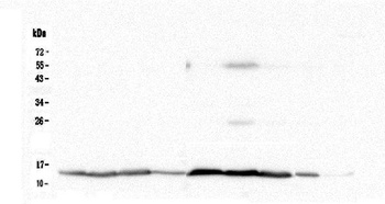 Cytochrome C CYCS Antibody (monoclonal, 15F10)