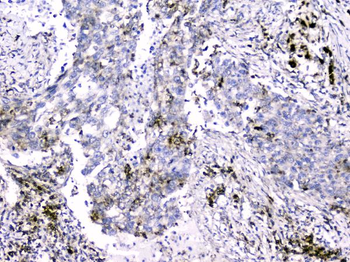 Anti-Cytochrome C CYCS Antibody (monoclonal, 15F10)