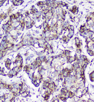 Anti-Cytochrome C CYCS Antibody (monoclonal, 15F10)