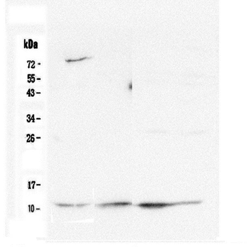 Anti-Cytochrome C CYCS Antibody (monoclonal, 15F10)
