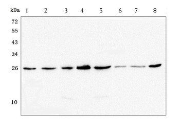 Anti-GSTM1 Antibody (monoclonal, 11F2)