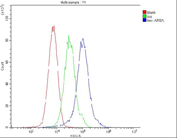 ARSA Antibody (monoclonal, 4C10)