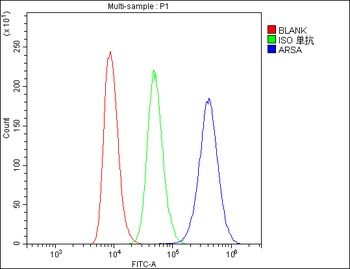 ARSA Antibody (monoclonal, 4C10)