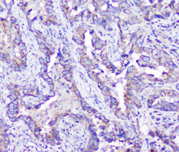 Anti-ARSA Antibody (monoclonal, 4C10)