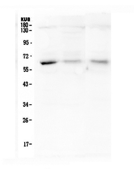 ARSA Antibody (monoclonal, 4C10)