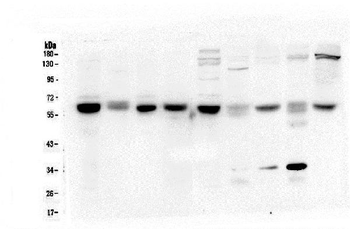Anti-ARSA Antibody (monoclonal, 4C10)