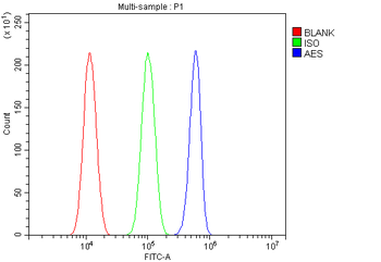 AES Antibody