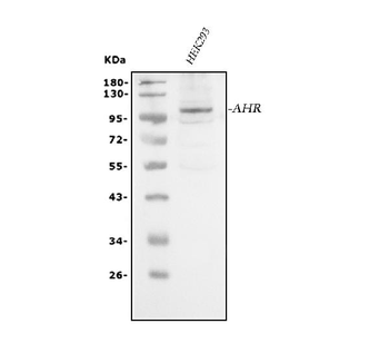 Anti-AHR Antibody