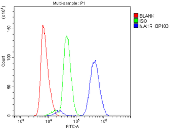 Anti-AHR Antibody