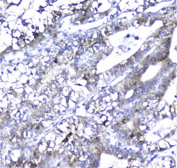 Alpha 1 microglobulin/AMBP Antibody