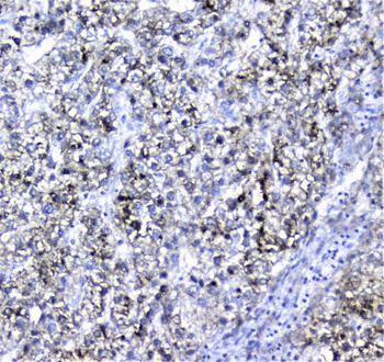 Alpha 1 microglobulin/AMBP Antibody