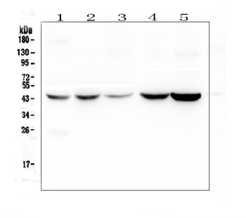 Alpha 1 microglobulin/AMBP Antibody