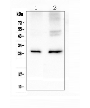 Anti-Aquaporin 5/AQP5 Antibody