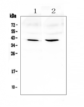 Anti-Amphiregulin/Areg Antibody